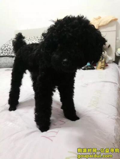 【大连找狗】，寻找黑色泰迪在大连中山区柏威年附近走丢，它是一只非常可爱的宠物狗狗，希望它早日回家，不要变成流浪狗。