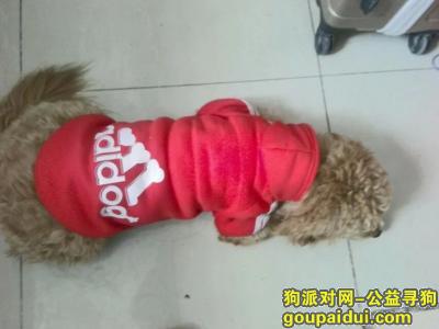 大广高速湖北咸宁燕厦服务区丢失贵宾犬，它是一只非常可爱的宠物狗狗，希望它早日回家，不要变成流浪狗。