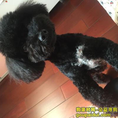 济南历下区舜怡佳园南门寻找黑色泰迪，它是一只非常可爱的宠物狗狗，希望它早日回家，不要变成流浪狗。