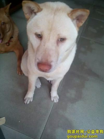 小白狗，名字叫小妹，丢失时套黑色颈圈，它是一只非常可爱的宠物狗狗，希望它早日回家，不要变成流浪狗。