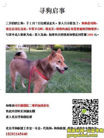 【北京找狗】，方庄丢失柴犬，流浪中，它是一只非常可爱的宠物狗狗，希望它早日回家，不要变成流浪狗。
