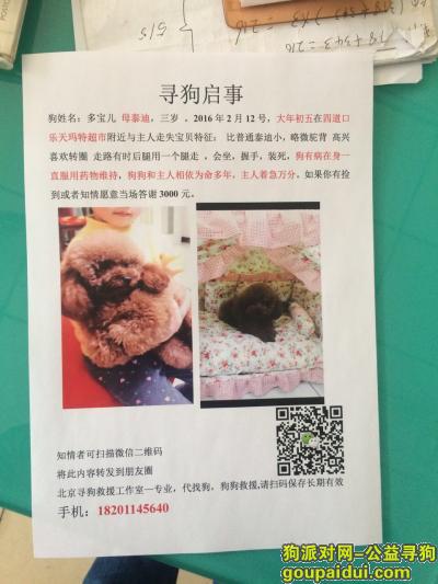北京四道口附近丢失棕色泰迪一只，它是一只非常可爱的宠物狗狗，希望它早日回家，不要变成流浪狗。