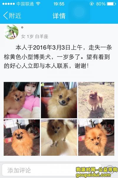 【广州找狗】，请大家帮忙找找我的爱狗！，它是一只非常可爱的宠物狗狗，希望它早日回家，不要变成流浪狗。