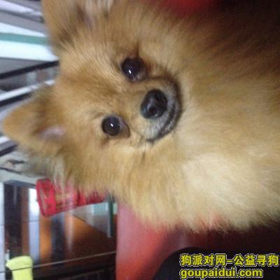 【广州找狗】，请大家帮忙找找我的爱狗吧，它是一只非常可爱的宠物狗狗，希望它早日回家，不要变成流浪狗。