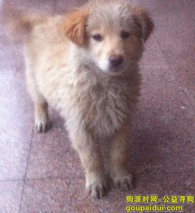 【杭州找狗】，请大家找到我家的狗请联系我  我真的很伤心，它是一只非常可爱的宠物狗狗，希望它早日回家，不要变成流浪狗。
