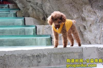【贵阳找狗】，贵阳市河滨公园丢失一只小型咖啡色泰迪，它是一只非常可爱的宠物狗狗，希望它早日回家，不要变成流浪狗。