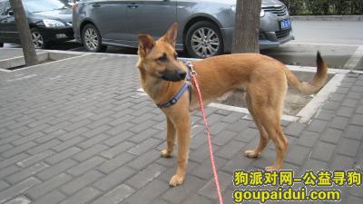 寻狗-胖胖! 2016.2.6.上午在北京市东城区胡家园走失!，它是一只非常可爱的宠物狗狗，希望它早日回家，不要变成流浪狗。