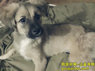 郑州寻狗网，跪求，真的跟我亲儿子一样，它是一只非常可爱的宠物狗狗，希望它早日回家，不要变成流浪狗。