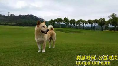 【惠州找狗】，寻找走失的爱犬！【找到诚心酬謝人民币5000元】，它是一只非常可爱的宠物狗狗，希望它早日回家，不要变成流浪狗。