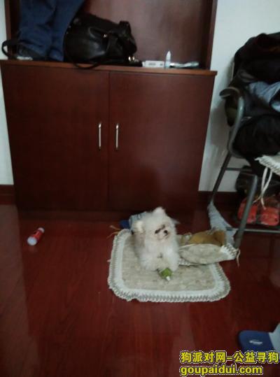 哈尔滨找狗，寻找比熊狗 松北银河小区 15244675859 刘先生，它是一只非常可爱的宠物狗狗，希望它早日回家，不要变成流浪狗。