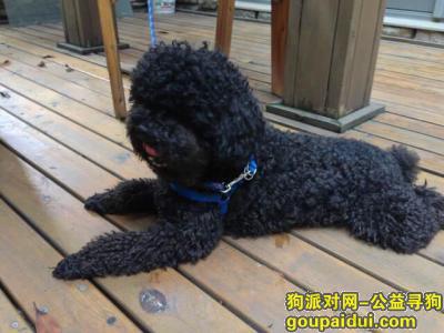 【重庆找狗】，现金寻3月5日重庆铁山坪游客服务中心丢失黑色泰迪，它是一只非常可爱的宠物狗狗，希望它早日回家，不要变成流浪狗。