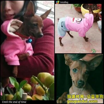 枣庄寻狗网，枣庄市北庄镇寻找爱犬，它是一只非常可爱的宠物狗狗，希望它早日回家，不要变成流浪狗。