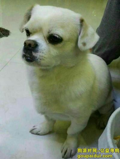 【北京找狗】，重金酬谢寻丰台丢失的白色京巴串狗狗，它是一只非常可爱的宠物狗狗，希望它早日回家，不要变成流浪狗。