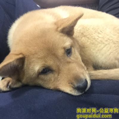 【广州找狗】，在越秀区永福路盛大国际附近走丢。，它是一只非常可爱的宠物狗狗，希望它早日回家，不要变成流浪狗。
