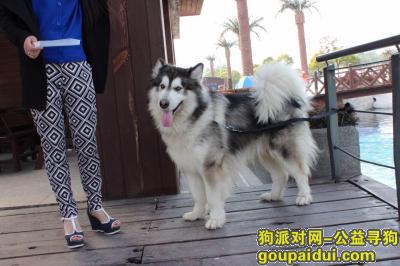 上海   闵行区颛桥瓶北路酬谢一万元寻找阿拉斯加，它是一只非常可爱的宠物狗狗，希望它早日回家，不要变成流浪狗。