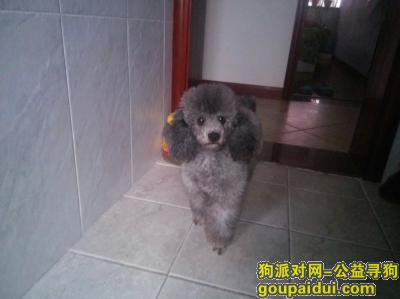 郑州 寻狗蹦蹦  酬谢3000元，它是一只非常可爱的宠物狗狗，希望它早日回家，不要变成流浪狗。