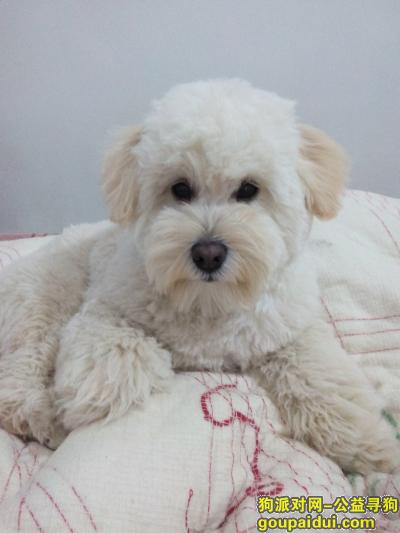 【武汉找狗】，武汉2000寻找9月大白色泰迪犬timo，它是一只非常可爱的宠物狗狗，希望它早日回家，不要变成流浪狗。