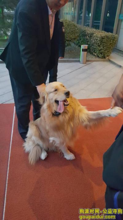 北京市石景山区金顶阳光小区酬谢五千元寻找金毛，它是一只非常可爱的宠物狗狗，希望它早日回家，不要变成流浪狗。