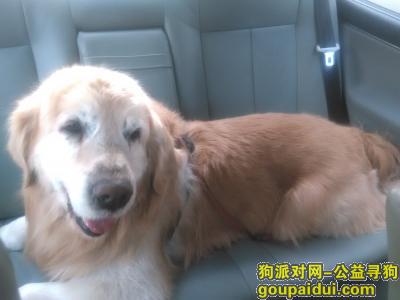 在天津市河西区捡到一条金毛犬,公狗，它是一只非常可爱的宠物狗狗，希望它早日回家，不要变成流浪狗。