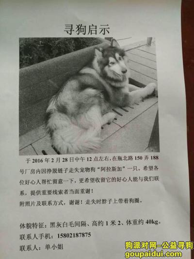 上海闵行区   颛桥瓶北路酬谢一万元寻找阿拉斯加，它是一只非常可爱的宠物狗狗，希望它早日回家，不要变成流浪狗。