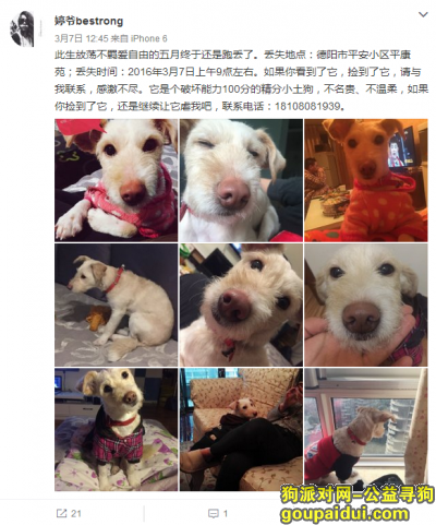3月7日，德阳平安小区平康苑附近，黄白毛土狗（母），它是一只非常可爱的宠物狗狗，希望它早日回家，不要变成流浪狗。
