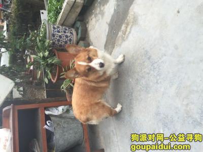 【上海找狗】，上海浦东新区杨思重金寻狗柯基犬，它是一只非常可爱的宠物狗狗，希望它早日回家，不要变成流浪狗。
