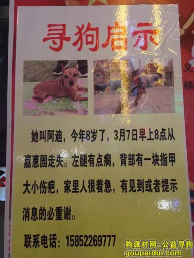 徐州寻狗启示，徐州铜山新区嘉慧园丢失一只鹿犬，它是一只非常可爱的宠物狗狗，希望它早日回家，不要变成流浪狗。