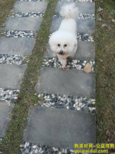 【上海找狗】，川沙景雅路华东路重金寻找白色比熊，它是一只非常可爱的宠物狗狗，希望它早日回家，不要变成流浪狗。