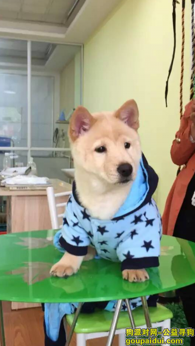 永州找狗，公安局区政府对面南津中路，它是一只非常可爱的宠物狗狗，希望它早日回家，不要变成流浪狗。