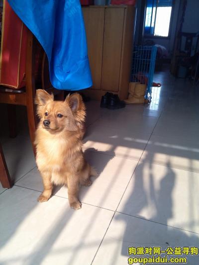 宜昌寻狗启示，绿萝路走失串串博美一只，它是一只非常可爱的宠物狗狗，希望它早日回家，不要变成流浪狗。