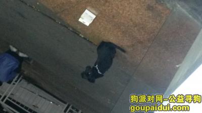 【深圳找狗】，宝安西乡华万工业园走丢，它是一只非常可爱的宠物狗狗，希望它早日回家，不要变成流浪狗。