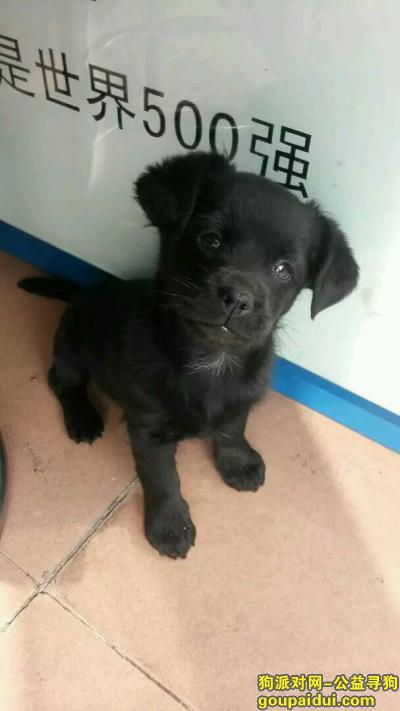 【深圳找狗】，宝安西乡大道联通手机店，它是一只非常可爱的宠物狗狗，希望它早日回家，不要变成流浪狗。