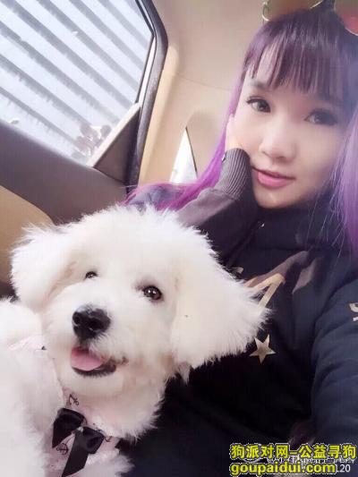 【上海找狗】，拜托大家帮我留意一下吧，它是一只非常可爱的宠物狗狗，希望它早日回家，不要变成流浪狗。