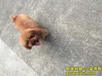 【上海捡到狗】，贵宾犬谁家丢了快来带回家，它是一只非常可爱的宠物狗狗，希望它早日回家，不要变成流浪狗。