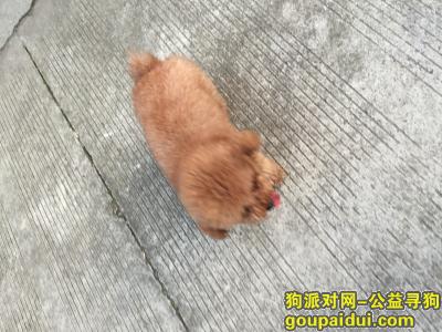 上海寻狗主人，昨天在松江区新桥镇捡到一只贵宾犬望主人来带走，它是一只非常可爱的宠物狗狗，希望它早日回家，不要变成流浪狗。