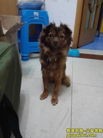 上海找狗求好心人帮忙找狗，重金酬谢，它是一只非常可爱的宠物狗狗，希望它早日回家，不要变成流浪狗。