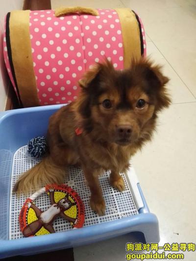 【上海找狗】，寻 上海锦江乐园地铁站附近丢失的中华田园串，它是一只非常可爱的宠物狗狗，希望它早日回家，不要变成流浪狗。