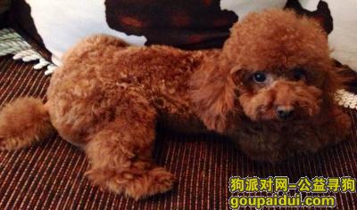 【北京找狗】，1万元酬金找棕黄色泰迪，它是一只非常可爱的宠物狗狗，希望它早日回家，不要变成流浪狗。