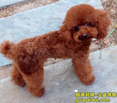【北京找狗】，2万元在通州诚意寻找棕黃色泰迪2岁公狗，它是一只非常可爱的宠物狗狗，希望它早日回家，不要变成流浪狗。