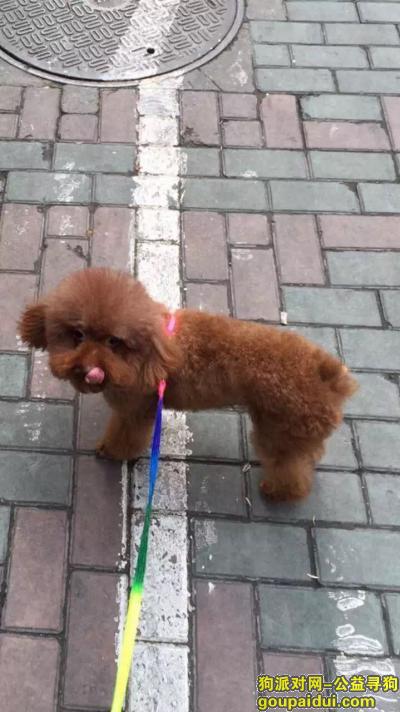 【上海找狗】，上海重金寻狗，两岁母狗泰迪，它是一只非常可爱的宠物狗狗，希望它早日回家，不要变成流浪狗。