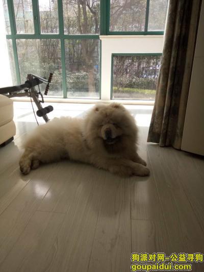 丢失松狮犬，上海杨浦区国科路39弄酬谢八千元寻找松狮犬，它是一只非常可爱的宠物狗狗，希望它早日回家，不要变成流浪狗。