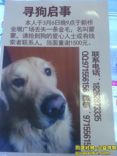 盐城寻狗启示，江苏东台新桥新村丢失一只金毛，它是一只非常可爱的宠物狗狗，希望它早日回家，不要变成流浪狗。