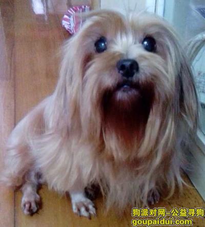 【上海找狗】，上海杨浦寻狗（真的很爱她，不想失去她），它是一只非常可爱的宠物狗狗，希望它早日回家，不要变成流浪狗。