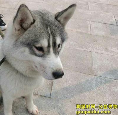 【温州找狗】，3月15在黄龙区丢失，它是一只非常可爱的宠物狗狗，希望它早日回家，不要变成流浪狗。