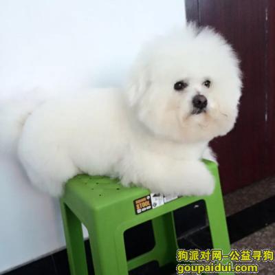 台州寻狗网，温岭北门街走失一只比熊，它是一只非常可爱的宠物狗狗，希望它早日回家，不要变成流浪狗。