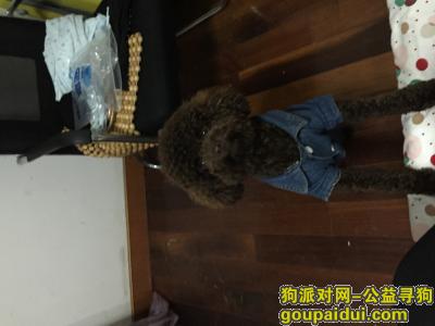【上海找狗】，在上海市马陆镇北管村被狗贩子抱走 、家里很担心已有三年感情、如有知情人士看见可以和我联系13816338383 重金酬谢，它是一只非常可爱的宠物狗狗，希望它早日回家，不要变成流浪狗。