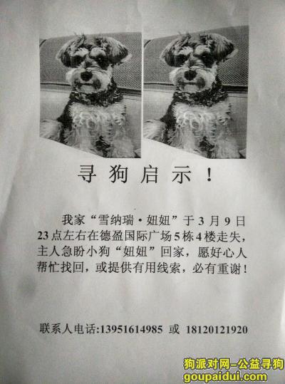 寻找雪纳瑞犬，南京雨花台区长虹路222号德盈国际5栋4楼寻狗，它是一只非常可爱的宠物狗狗，希望它早日回家，不要变成流浪狗。