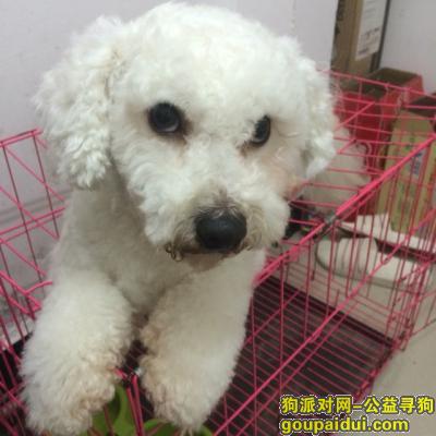 浦东新区盛夏路樟盛苑小区门口丢失刚剪毛的白色比熊，它是一只非常可爱的宠物狗狗，希望它早日回家，不要变成流浪狗。