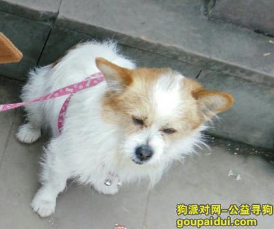 【成都找狗】，3月9日在都江堰中山路丢失狗狗一只，它是一只非常可爱的宠物狗狗，希望它早日回家，不要变成流浪狗。