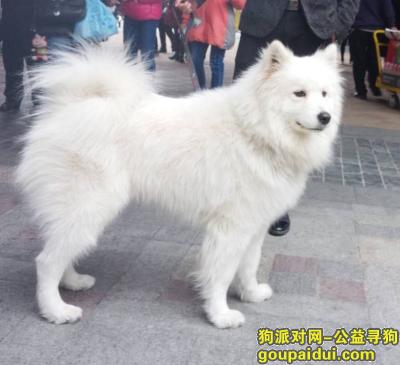 爱犬KIKI广州市白云区新市大浦村市场走丢，提供有效线索者答谢恩人2000元。，它是一只非常可爱的宠物狗狗，希望它早日回家，不要变成流浪狗。
